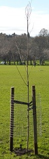New oak tree New oak tree