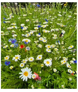 Wild flowers