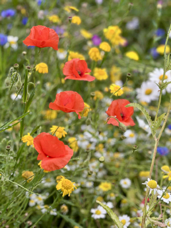 Wild flowers
