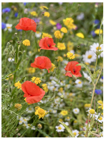 Wild flowers