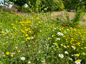 Wild flowers
