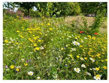 Wild flowers