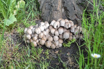 fungi 4