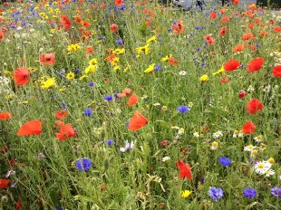 Wild flowers near Warrender Park Terrace, 2015