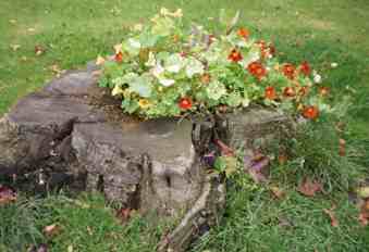 Tree stump flower bed 2