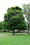 Corstorphine sycamore