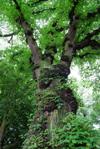 Wych elm