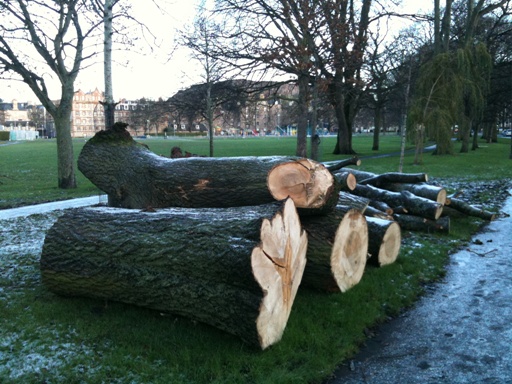 Another tree felled December 2011